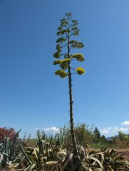 agave